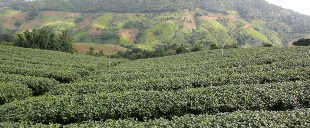 Tea Plantation